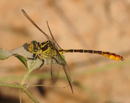 Male
2010_09_23_FL
